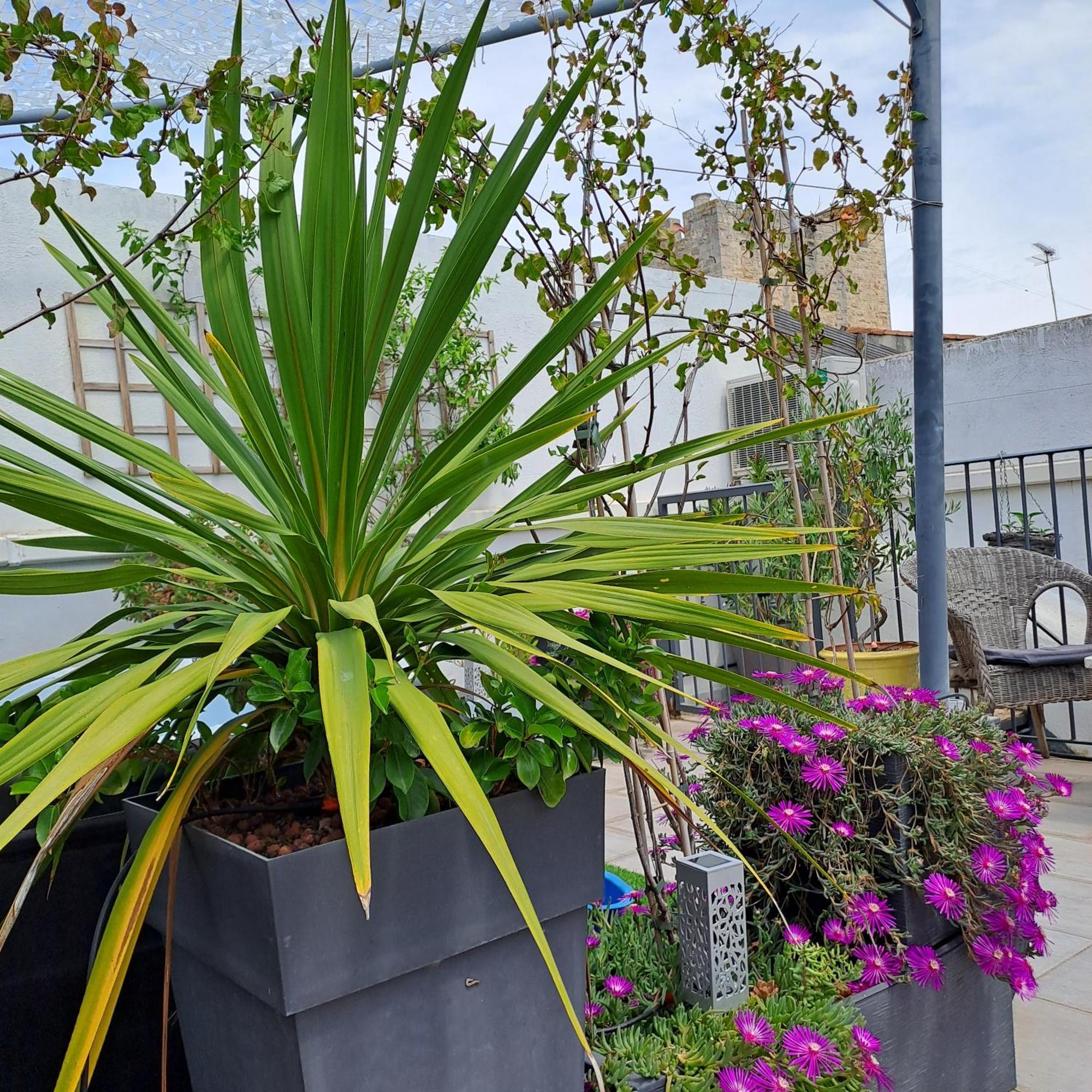 Le Petit Patio Bed and Breakfast Aigues-Mortes Eksteriør billede