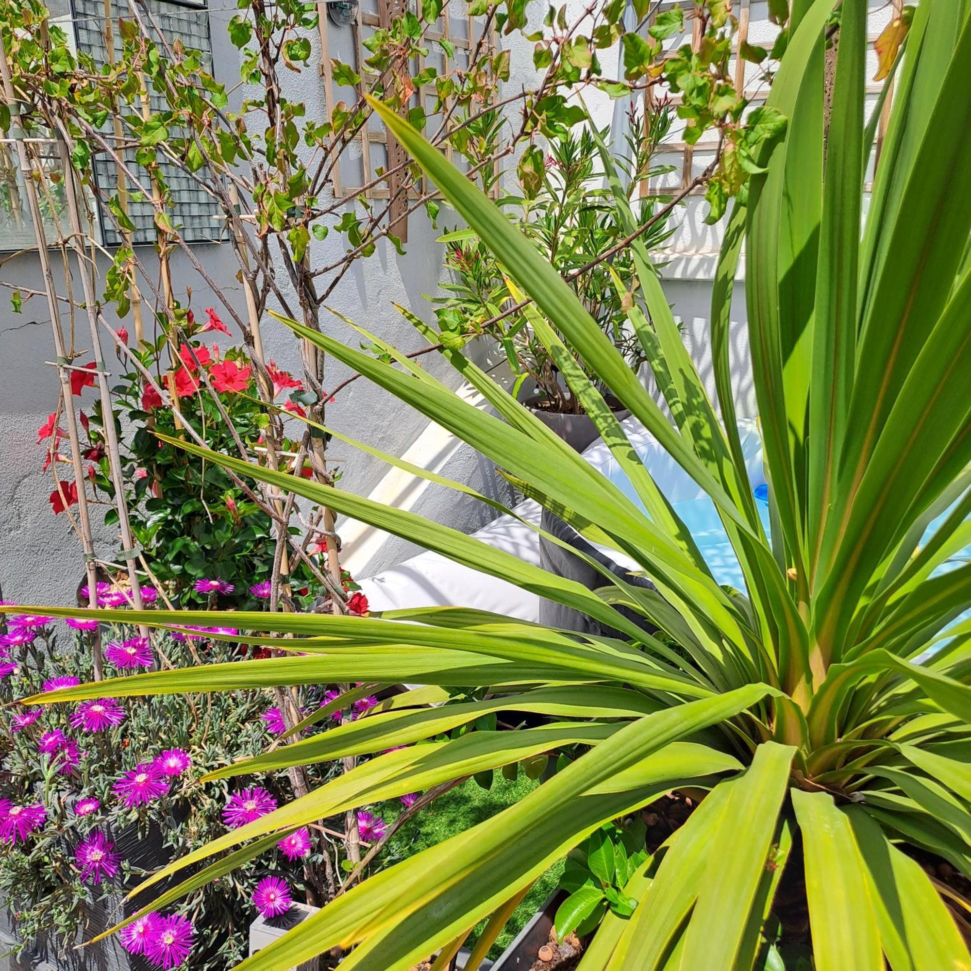 Le Petit Patio Bed and Breakfast Aigues-Mortes Eksteriør billede