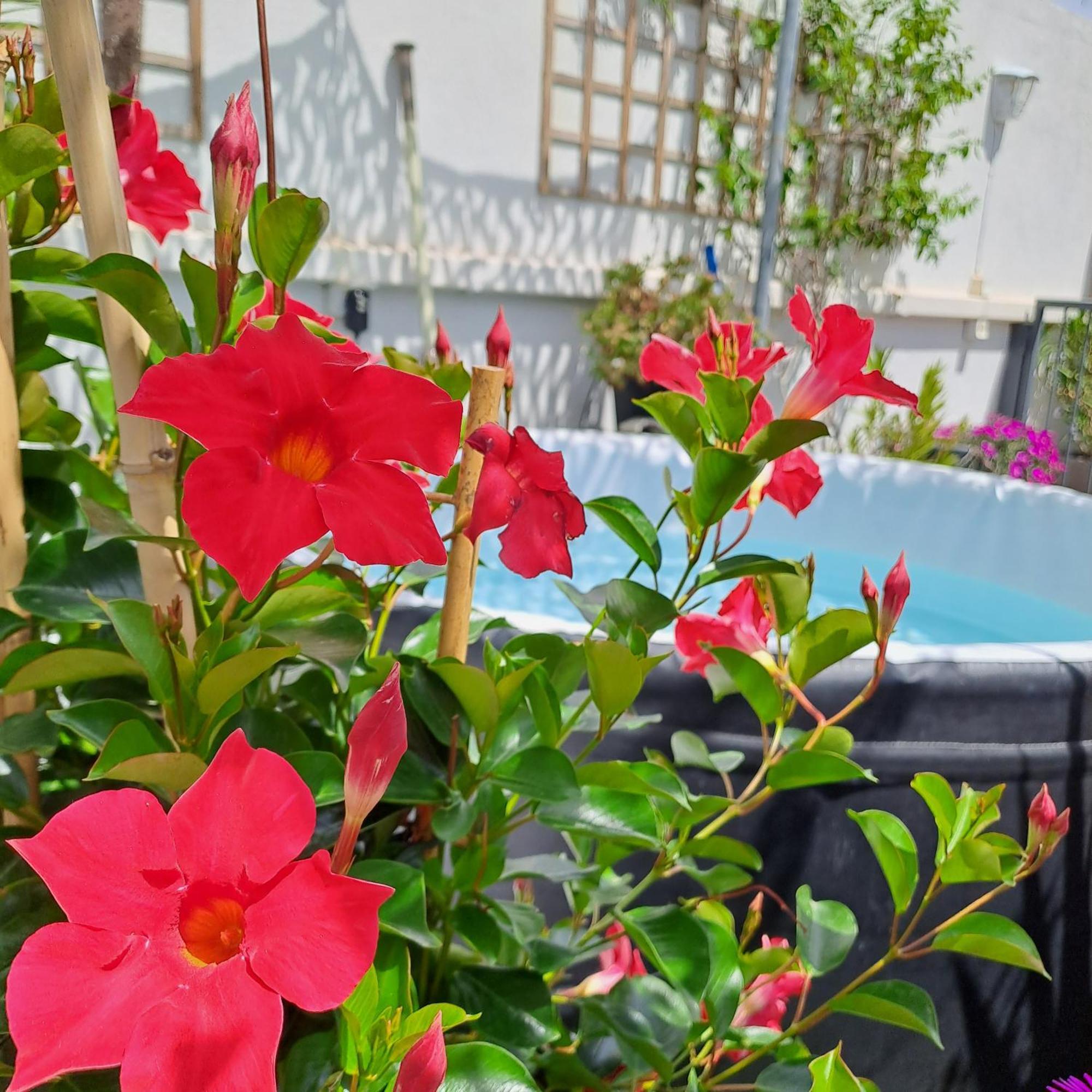 Le Petit Patio Bed and Breakfast Aigues-Mortes Eksteriør billede